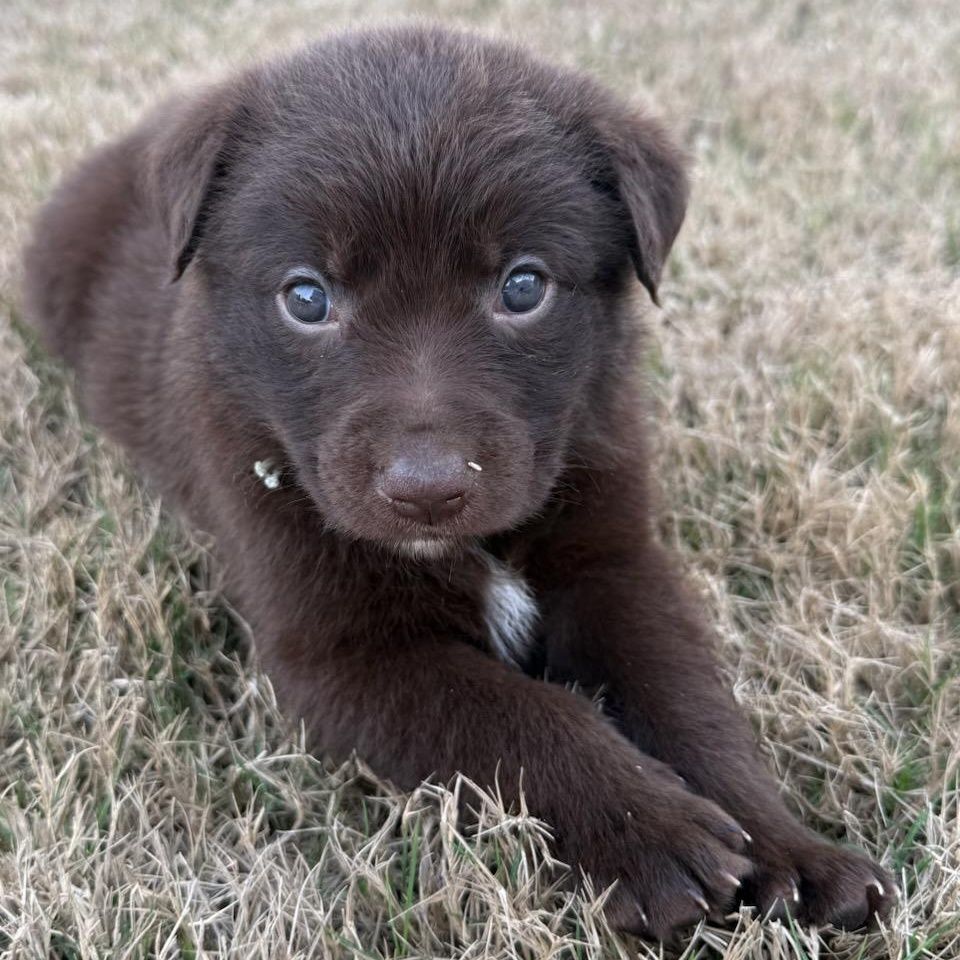 Enlarge Denver, a Adoptable mixed breed in Wando, SC image 3/3