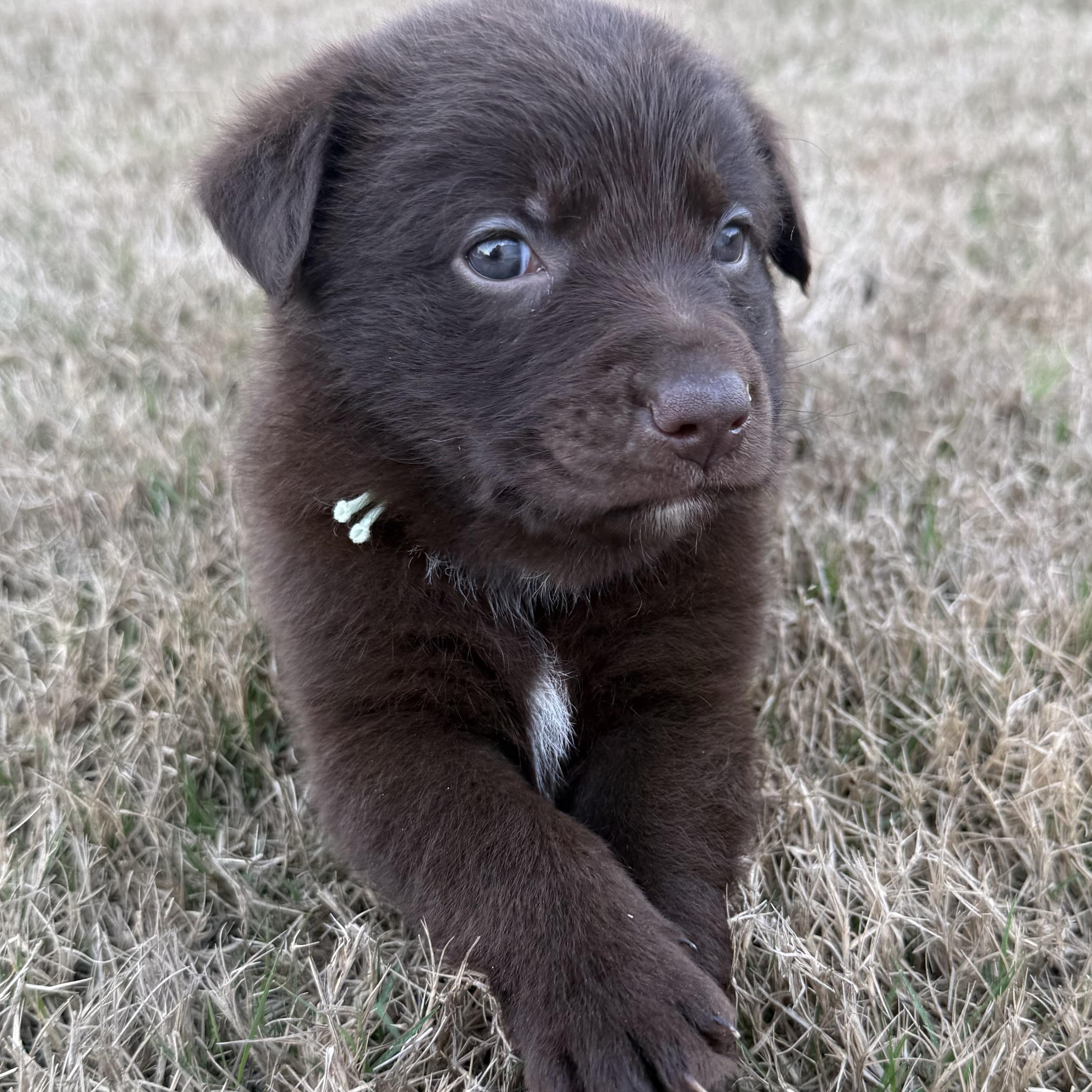 Enlarge Denver, a Adoptable mixed breed in Wando, SC image 2/3