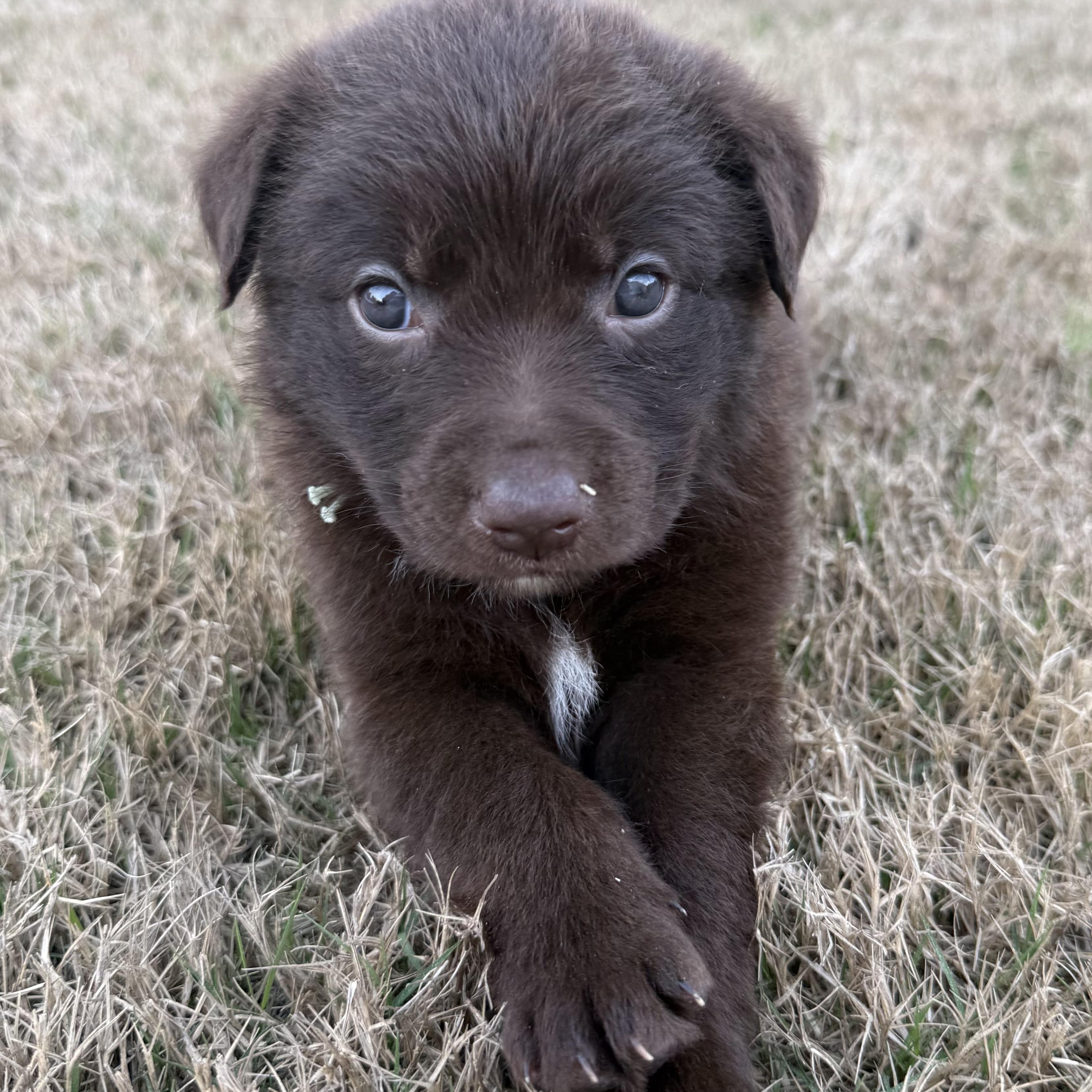Enlarge Denver, a Adoptable mixed breed in Wando, SC image 1/3