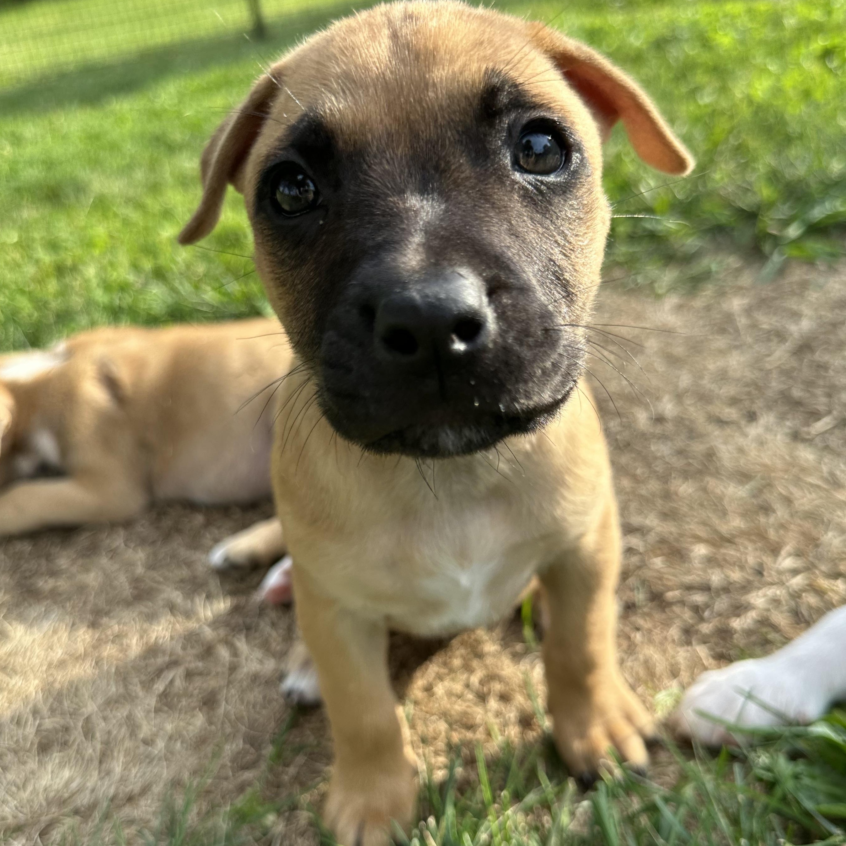 Enlarge Pepita, a Adoptable mixed breed in Iron River, MI image 2/5