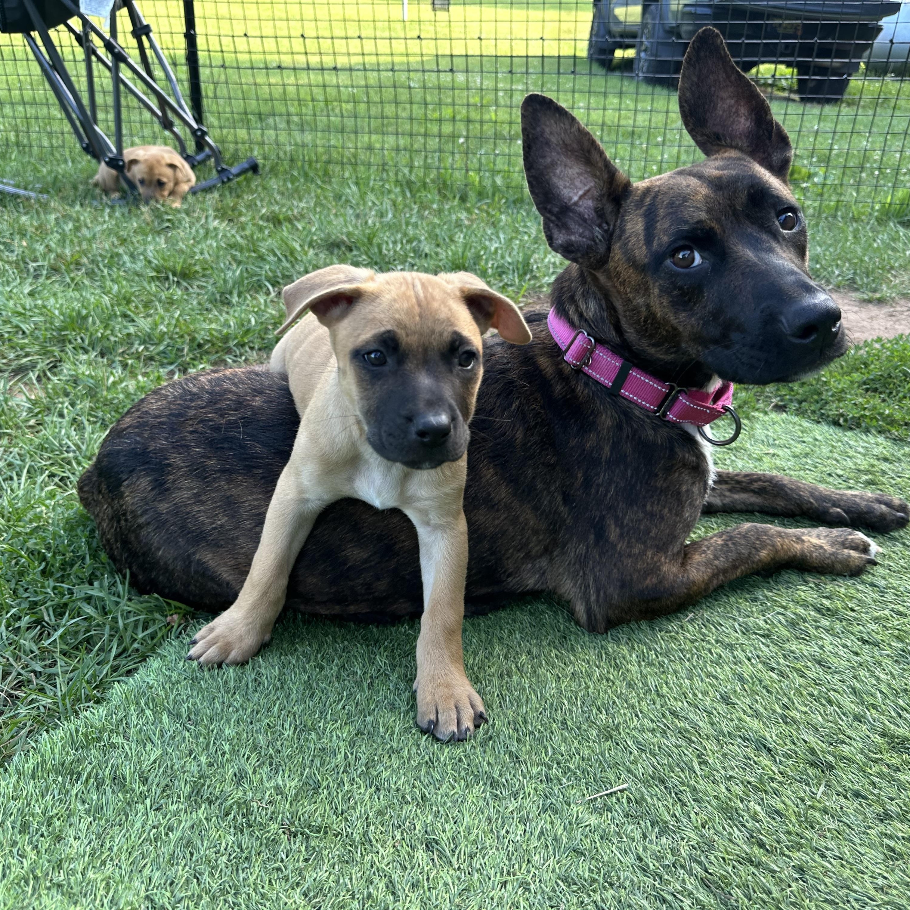 Enlarge Pepita, a Adoptable mixed breed in Iron River, MI image 1/5