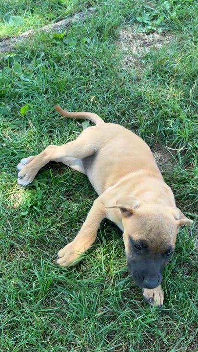 Enlarge Pepita, a Adoptable mixed breed in Iron River, MI video 3/5
