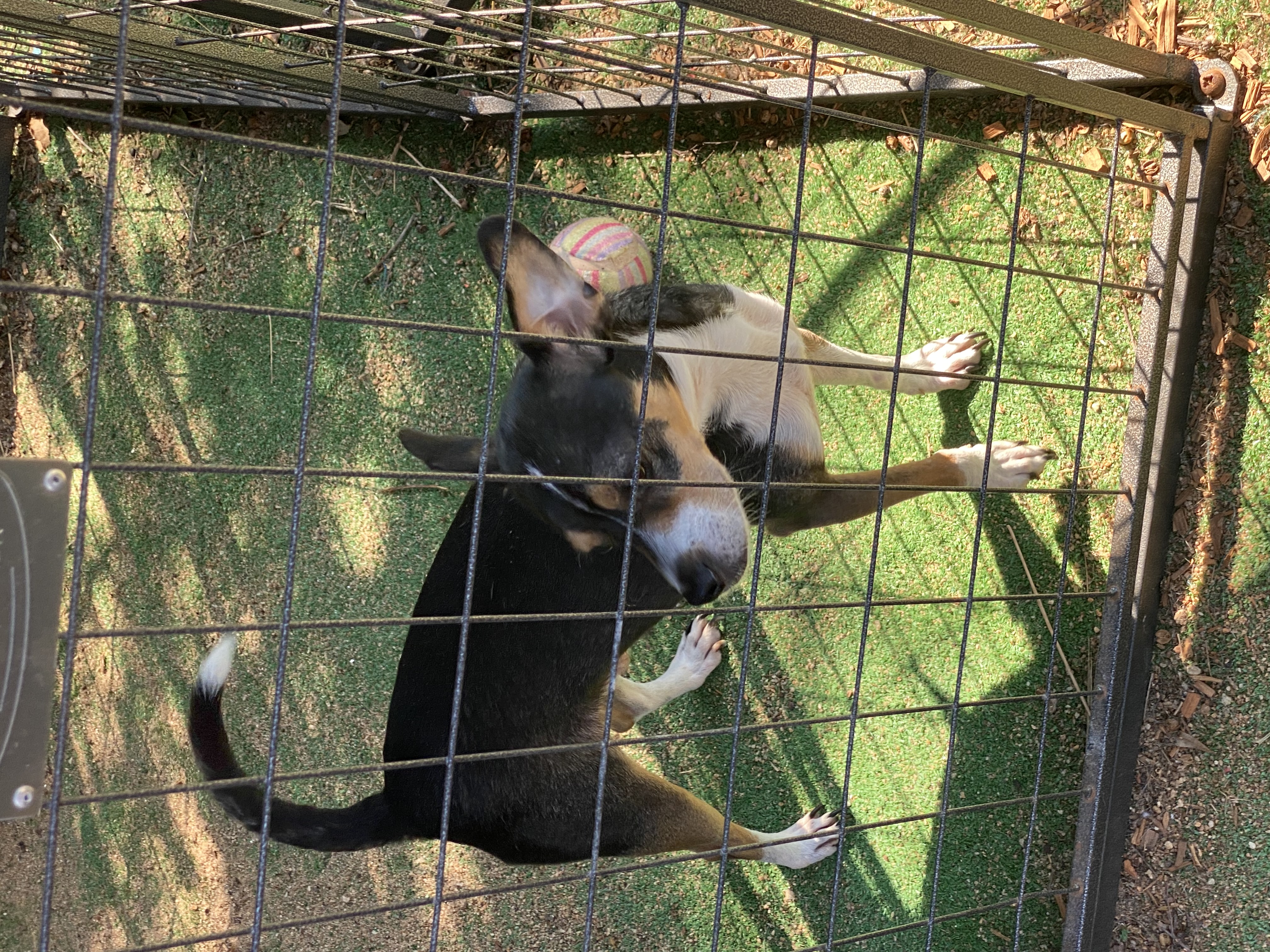 Enlarge Sparky Malarkey, a Adoptable Rat Terrier in Newtown, CT image 4/4