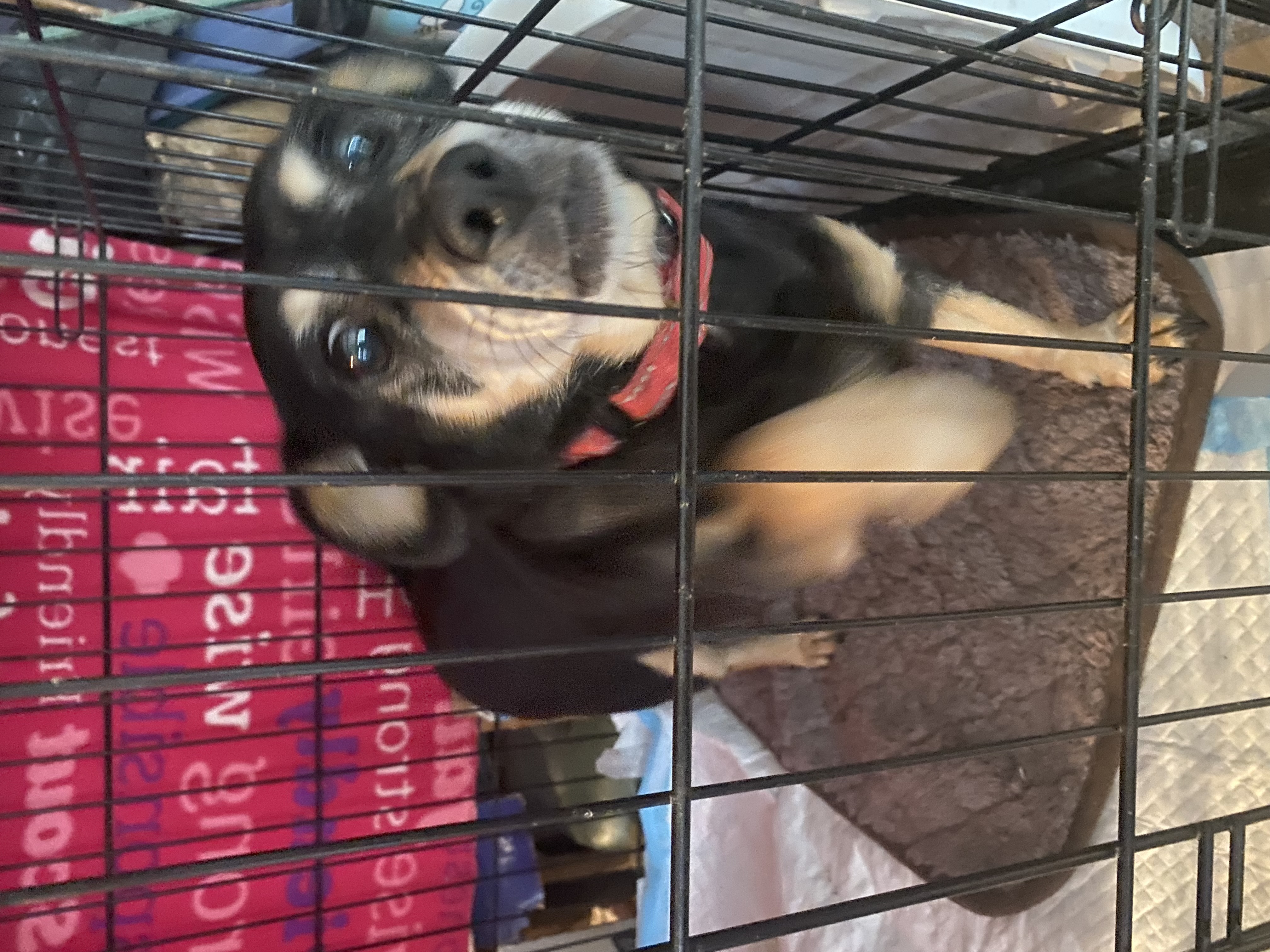 Enlarge Sparky Malarkey, a Adoptable Rat Terrier in Newtown, CT image 2/4