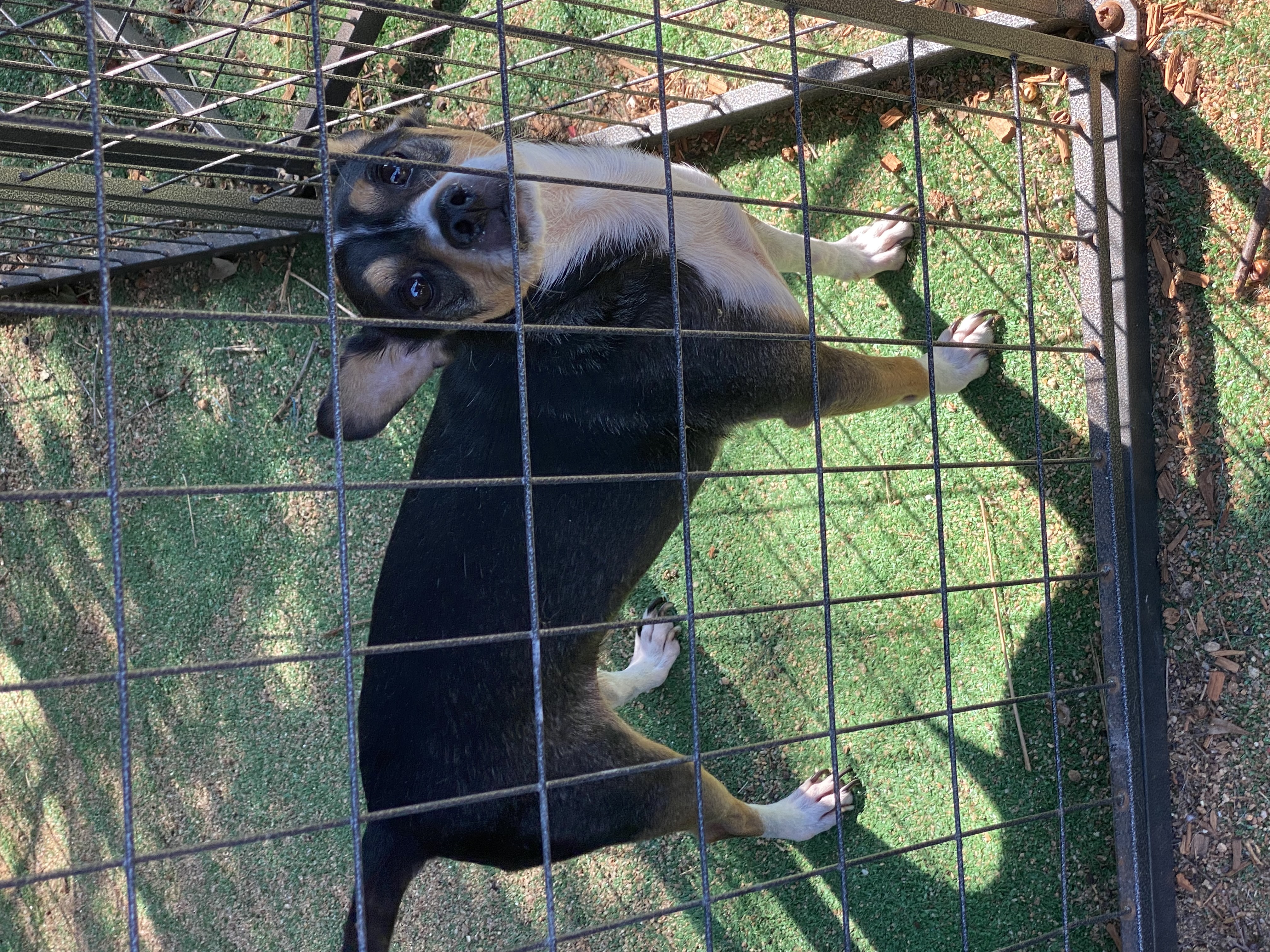 Enlarge Sparky Malarkey, a Adoptable Rat Terrier in Newtown, CT image 3/4