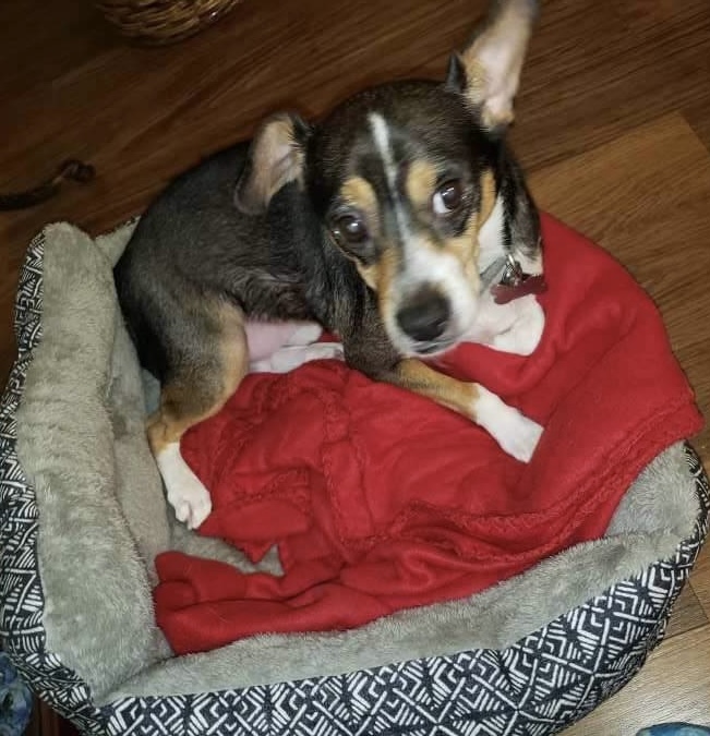 Enlarge Sparky Malarkey, a Adoptable Rat Terrier in Newtown, CT image 1/4