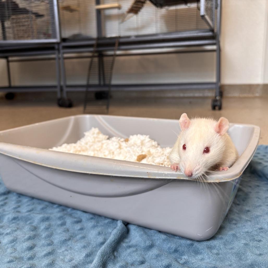 Cosmo with Comet and Merlin, Adoptable, Young Male Rat.