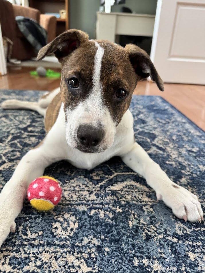 Dina, Adoptable, Puppy Female Hound.