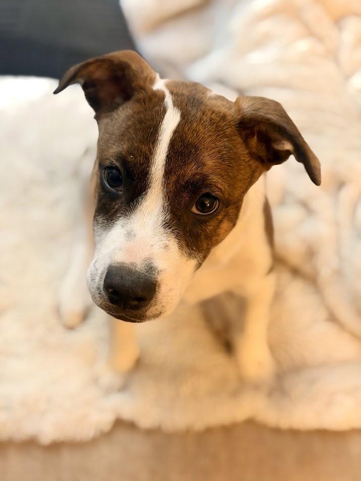 Dina, a Adoptable Hound in Tarrytown, GA image 2/3