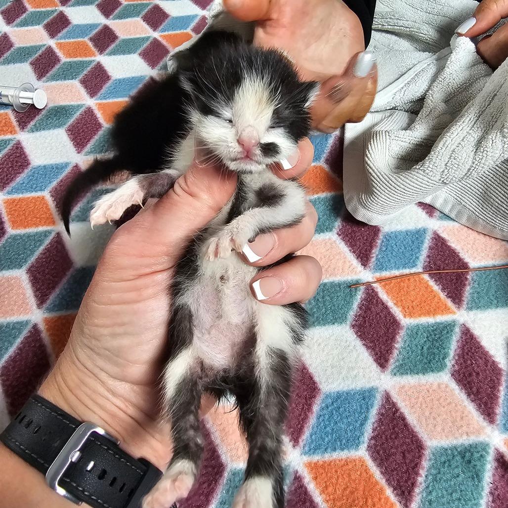 Pebble, Adoptable, Kitten Female American Shorthair & Domestic Short Hair.