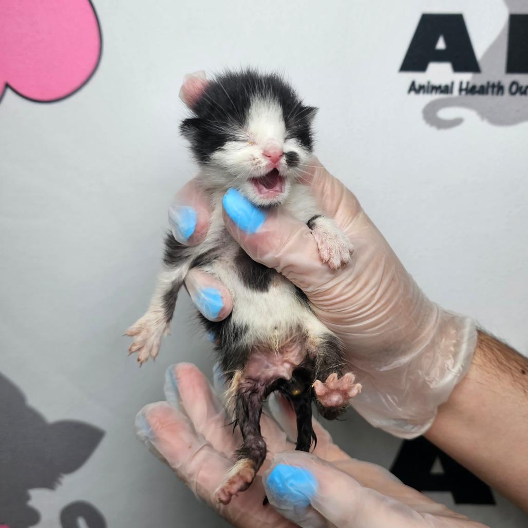 Enlarge Pebble, a Adoptable mixed breed in Milton, FL image 3/5