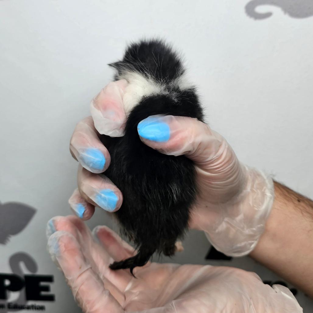 Enlarge Pebble, a Adoptable mixed breed in Milton, FL image 4/5