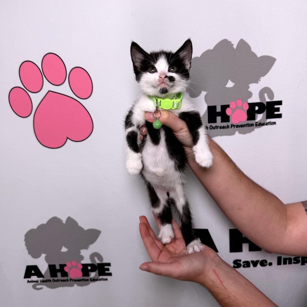 Pebble, a Adoptable mixed breed in Milton, FL image 5/6