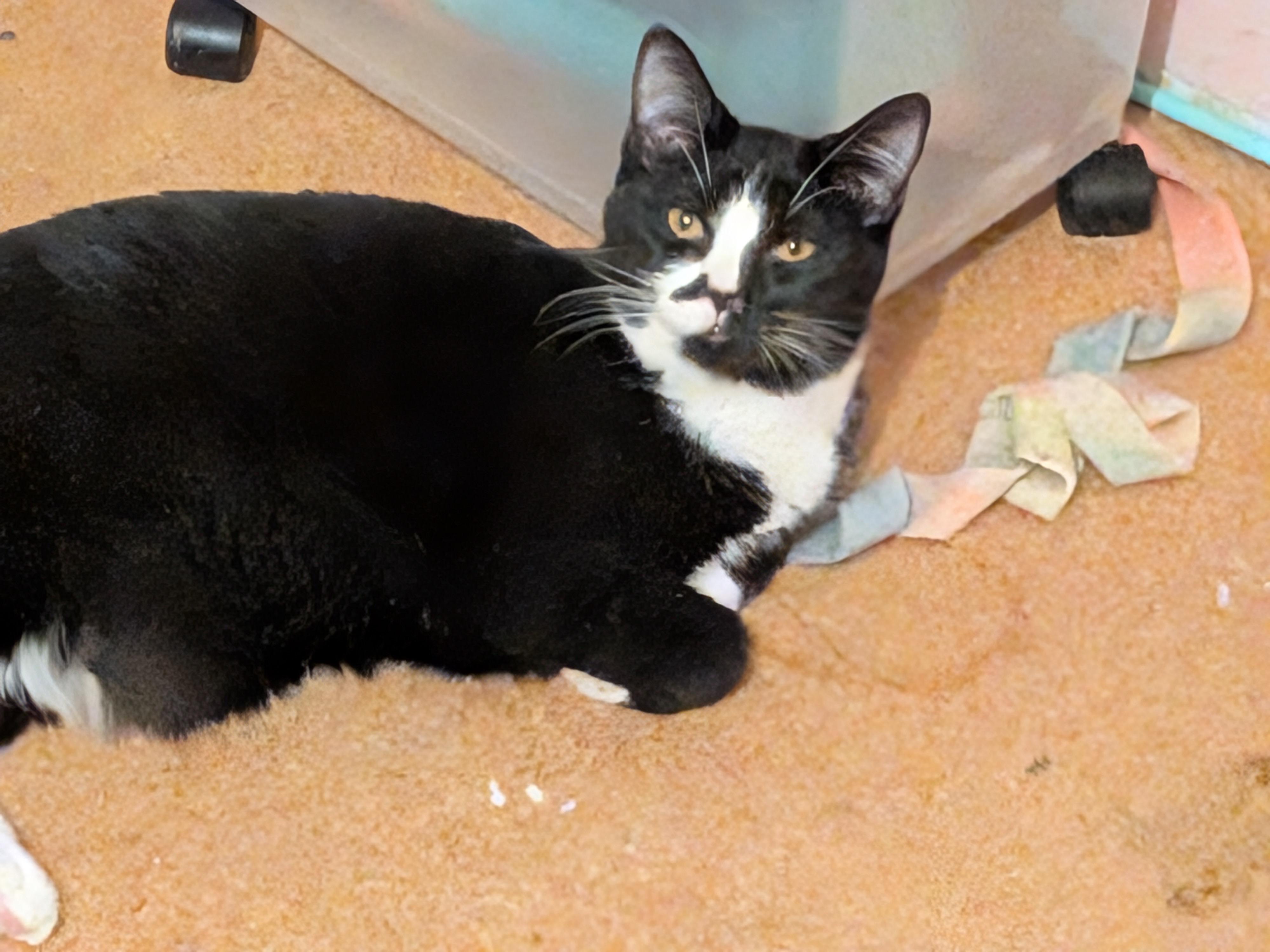 Enlarge Cookie, a Adoptable Tuxedo in The Dalles, OR image 3/4