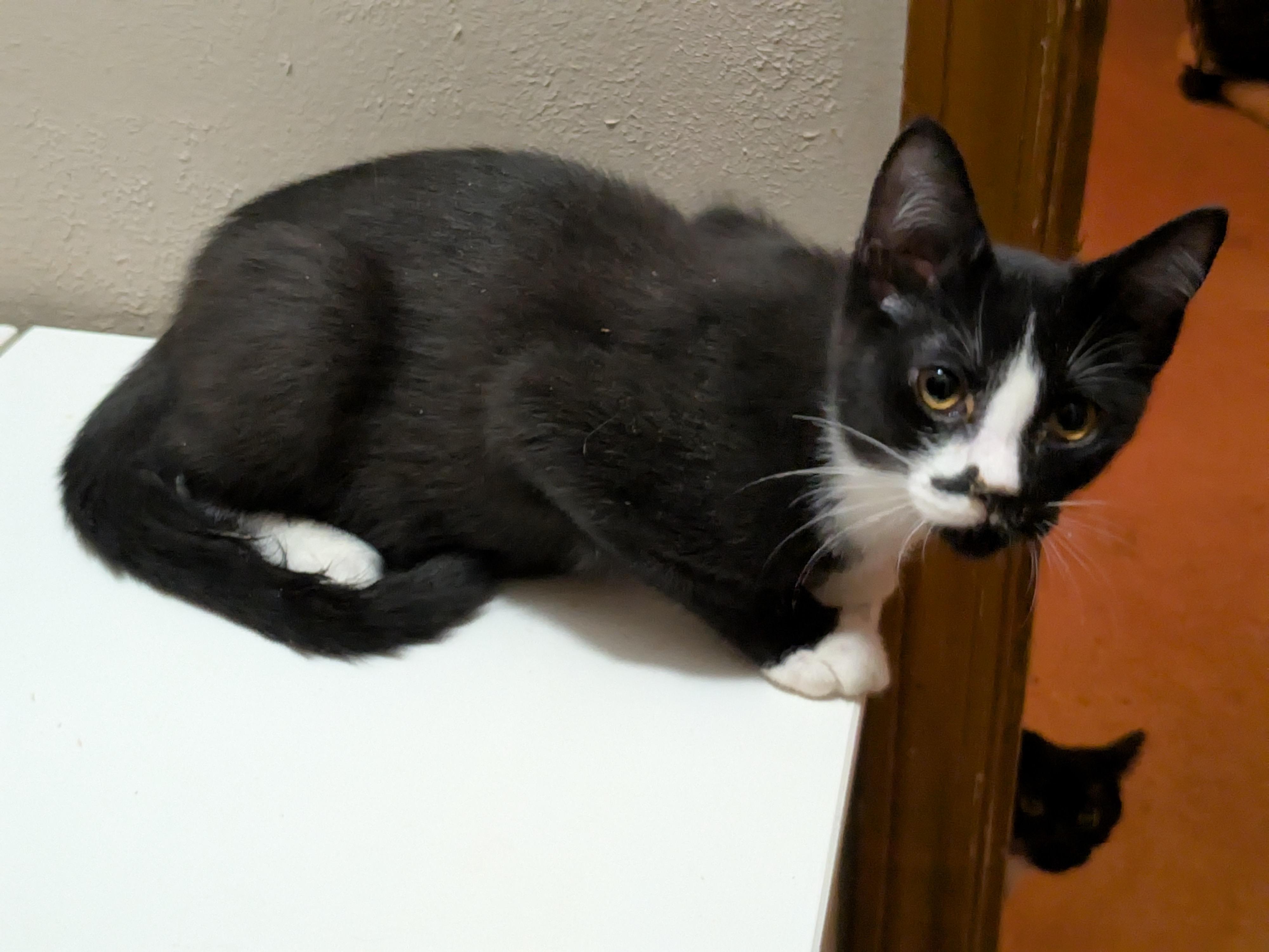 Enlarge Cookie, a Adoptable Tuxedo in The Dalles, OR image 4/4