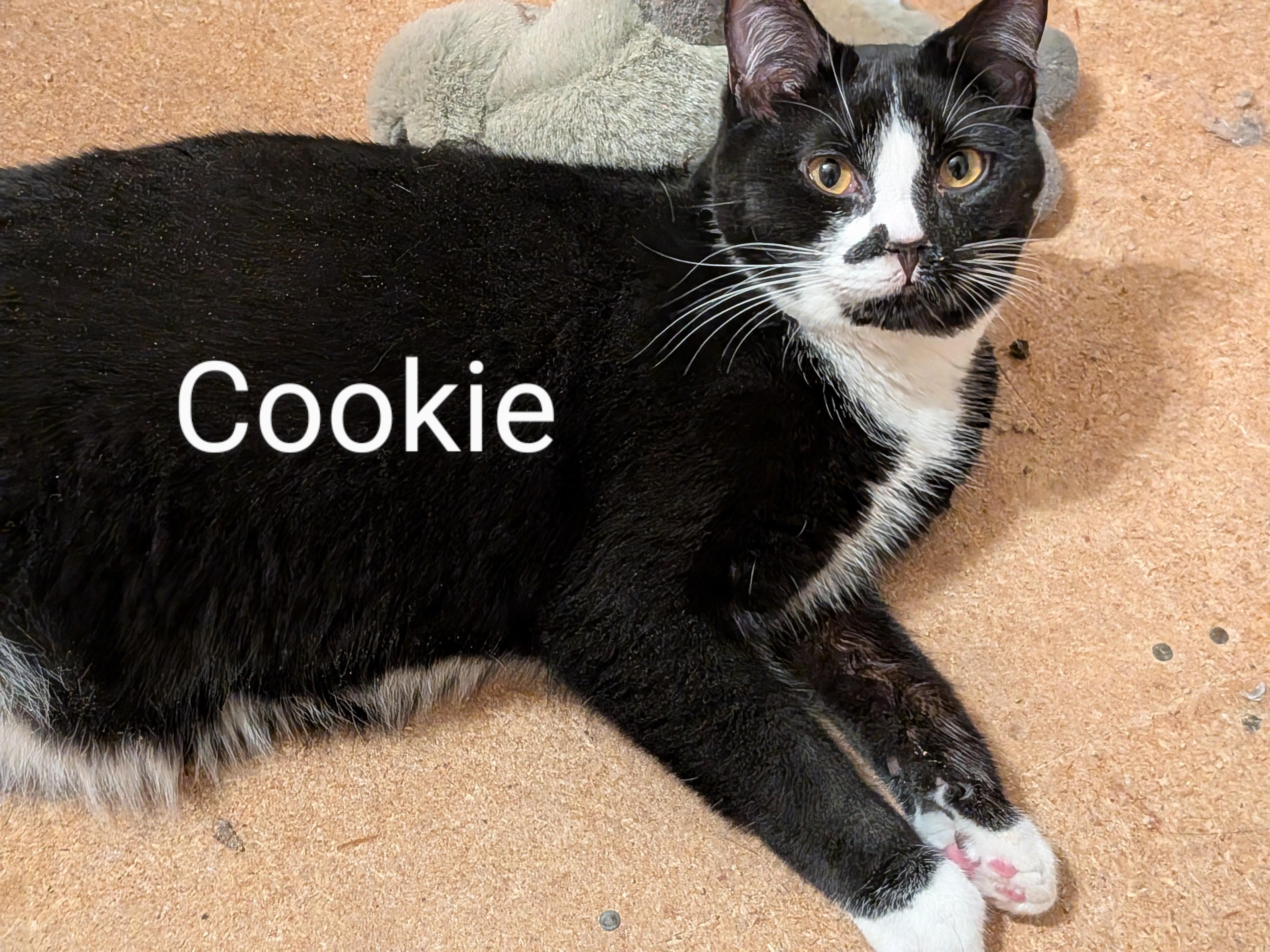 Enlarge Cookie, a Adoptable Tuxedo in The Dalles, OR image 1/4