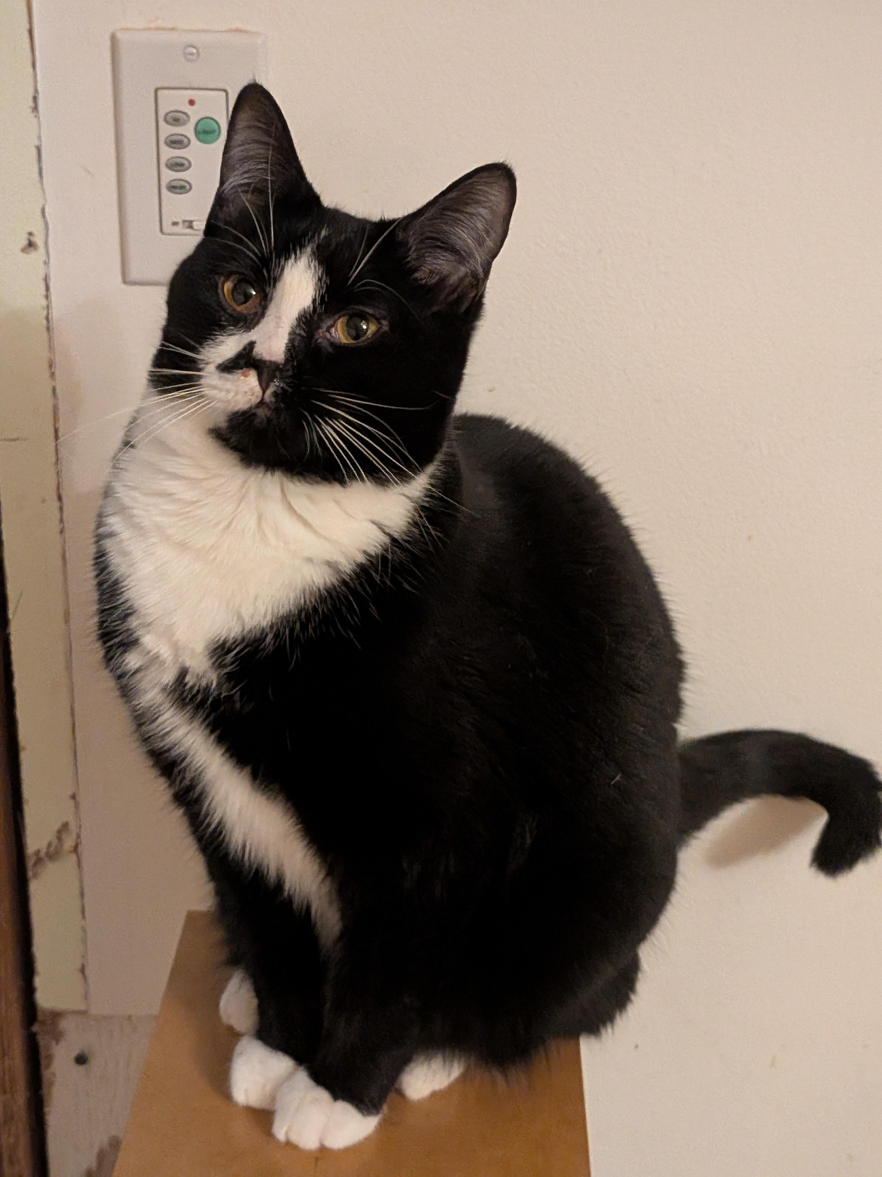 Enlarge Cookie, a Adoptable Tuxedo in The Dalles, OR image 2/4
