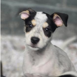 Meet Momma Brittanys Adorable Pups Dont let their less-than-professional headshots fool youthese