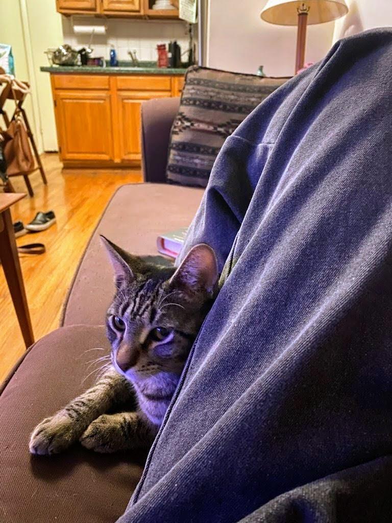 Enlarge Zephyr, a ADOPTABLE American Shorthair in Brooklyn, NY image 2/6