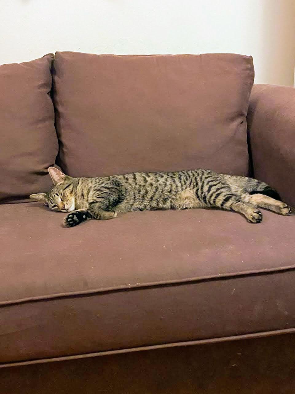 Enlarge Zephyr, a ADOPTABLE American Shorthair in Brooklyn, NY image 3/6