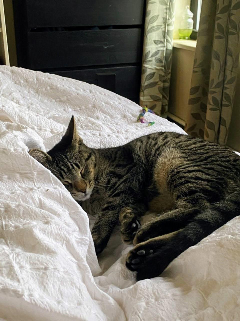 Enlarge Zephyr, a ADOPTABLE American Shorthair in Brooklyn, NY image 4/6