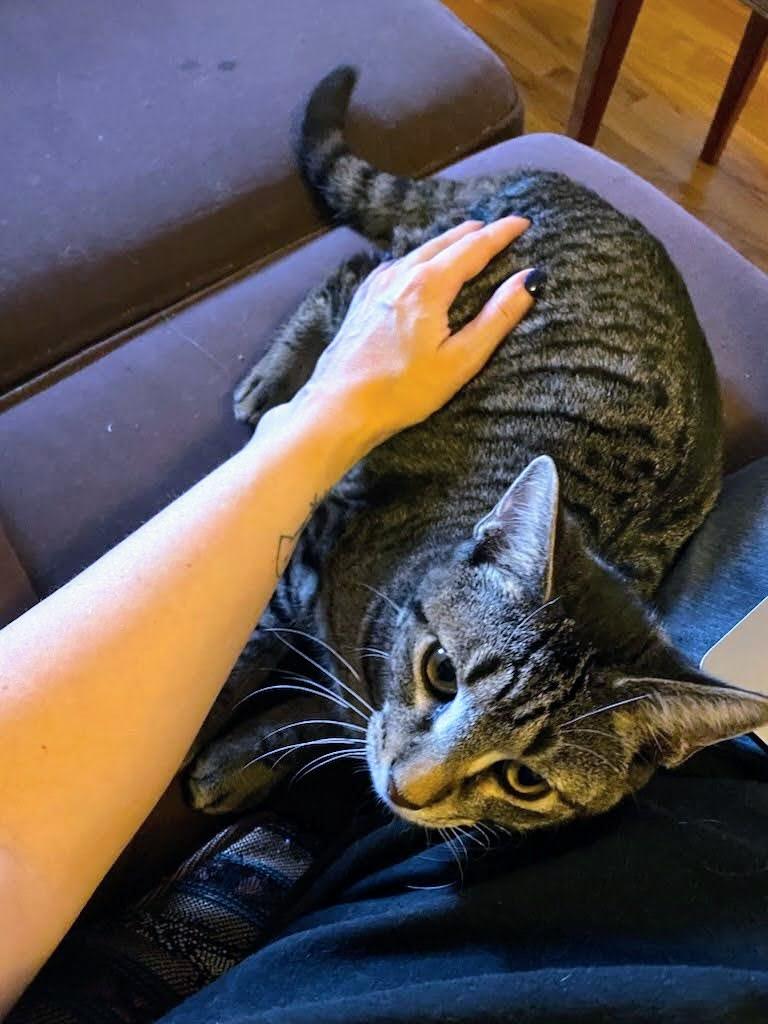 Enlarge Zephyr, a ADOPTABLE American Shorthair in Brooklyn, NY image 5/6