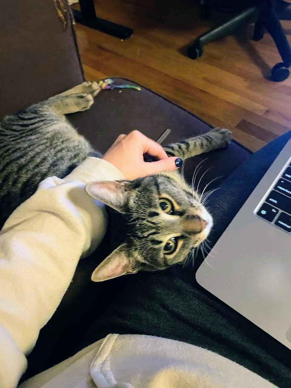 Enlarge Zephyr, a ADOPTABLE American Shorthair in Brooklyn, NY image 1/6