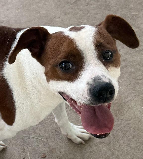Enlarge Scout, a Adoptable mixed breed in Carrollton, GA image 1/3