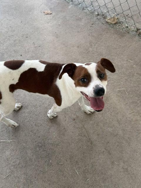 Enlarge Scout, a Adoptable mixed breed in Carrollton, GA image 2/3