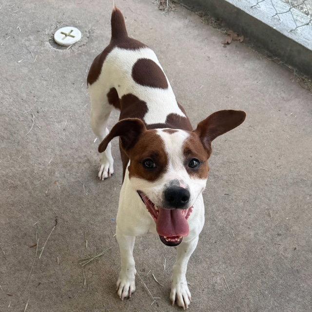 Enlarge Scout, a Adoptable mixed breed in Carrollton, GA image 3/3