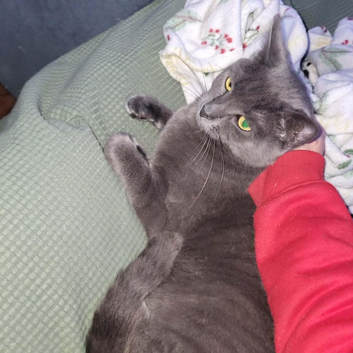 Enlarge Zaden, a Adoptable Domestic Short Hair in San Diego, CA image 3/3