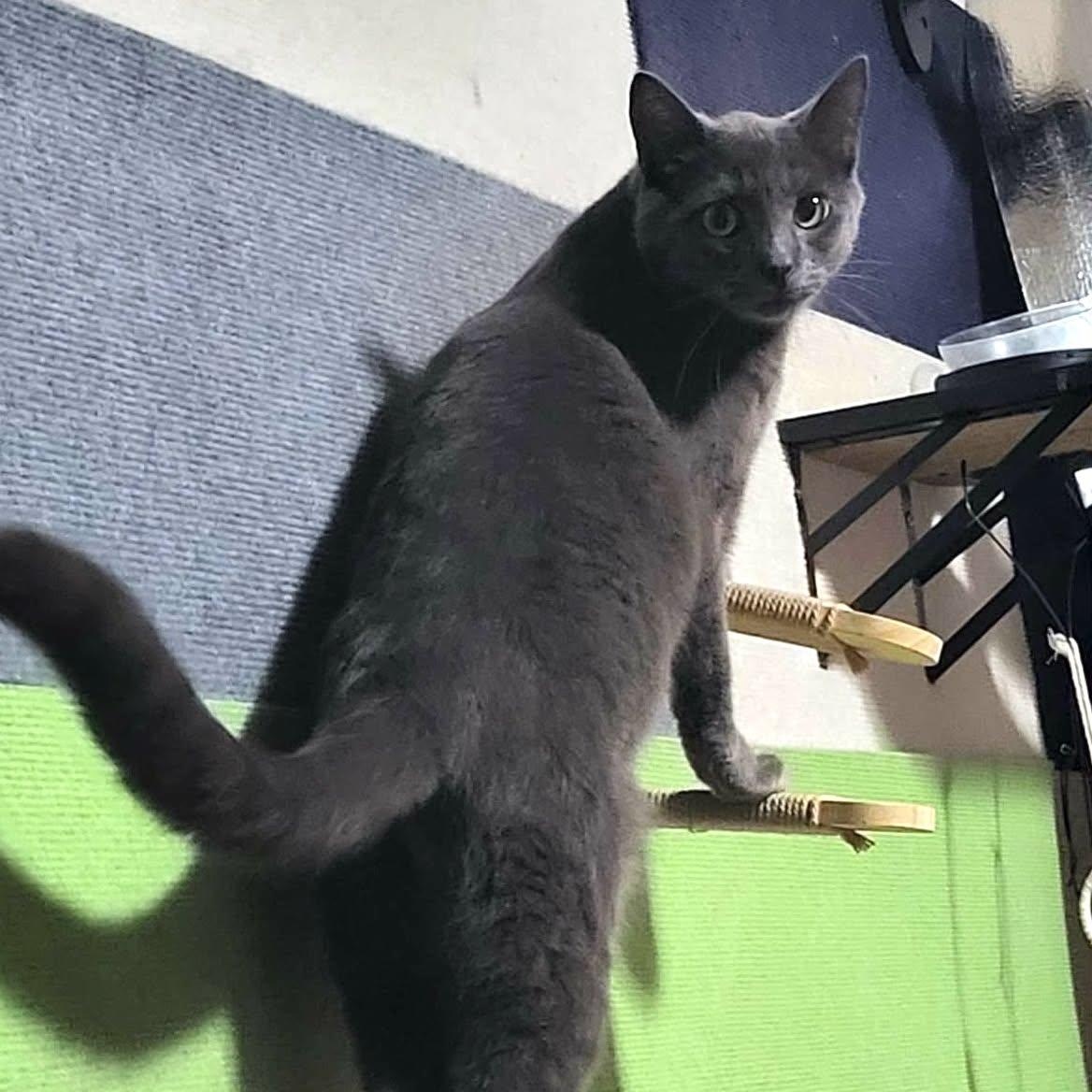 Enlarge Zaden, an adopted Domestic Short Hair in San Diego, CA image 2/3