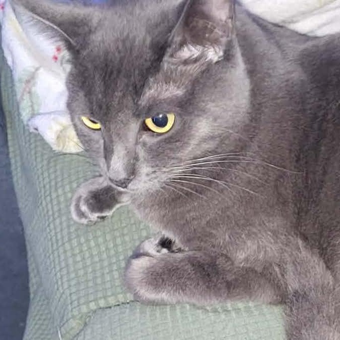 Enlarge Zaden, a Adoptable Domestic Short Hair in San Diego, CA image 2/3