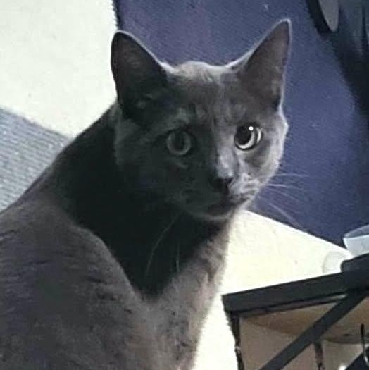 Enlarge Zaden, an adopted Domestic Short Hair in San Diego, CA image 1/3