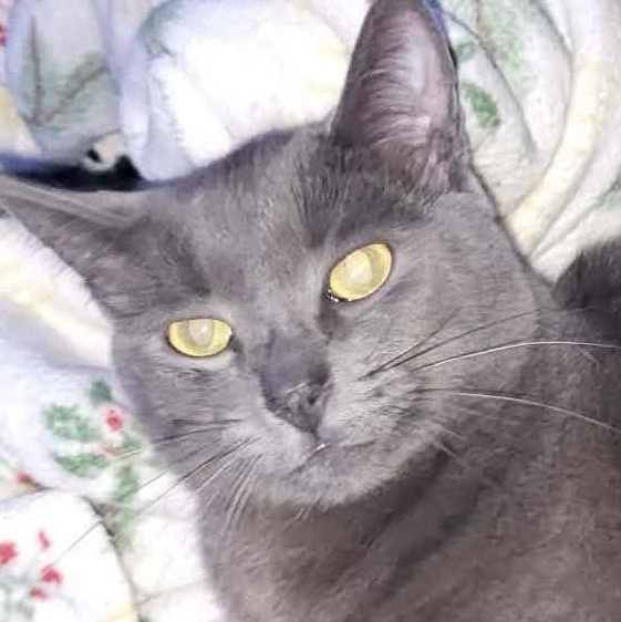 Enlarge Zaden, a Adoptable Domestic Short Hair in San Diego, CA image 1/3