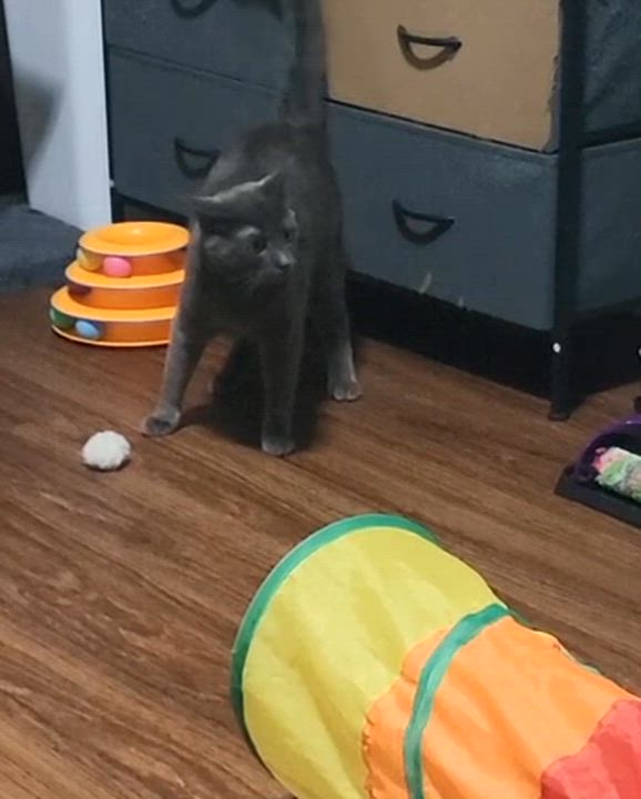 Enlarge Zaden, an adopted Domestic Short Hair in San Diego, CA video 3/3