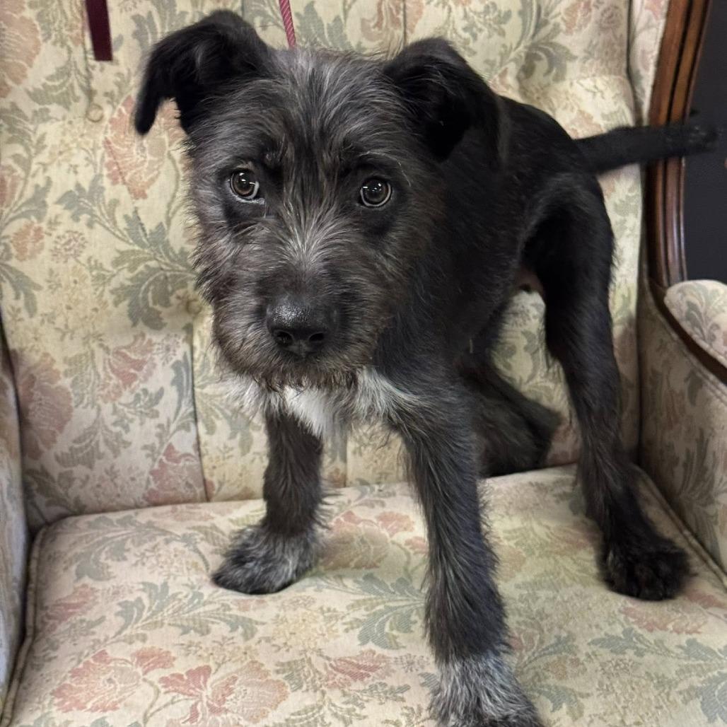 Enlarge BRUCE WAYNE, an adopted mixed breed in Graham, WA image 1/1