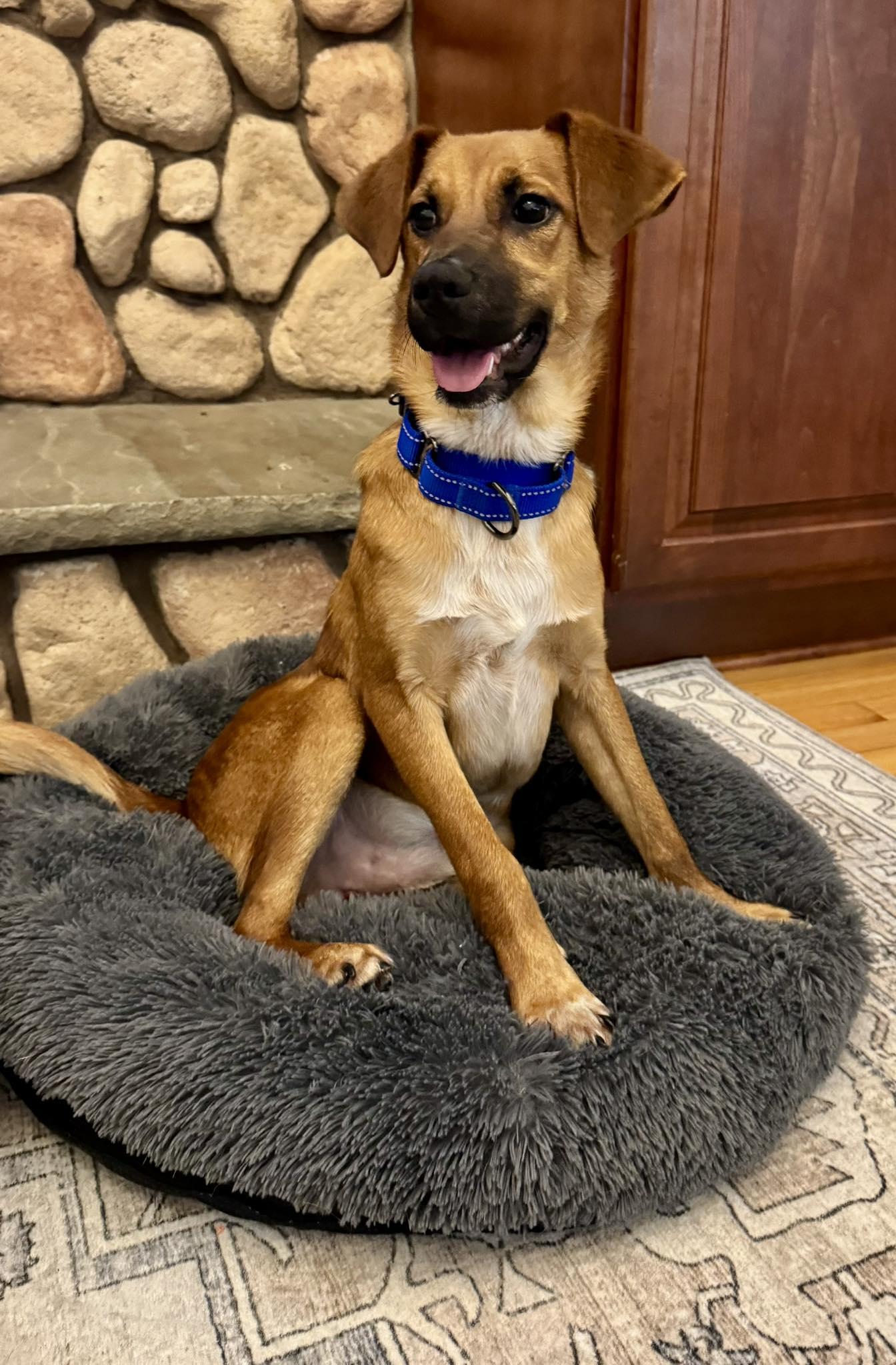 Bingo, ADOPTABLE, Young Male Hound.