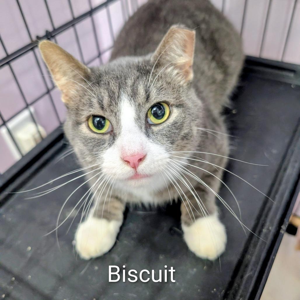 BISCUIT, Adoptable, Adult Male Domestic Short Hair.