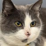 Enlarge Beka, a ADOPTABLE Domestic Short Hair in Lansing, MI image 1/1