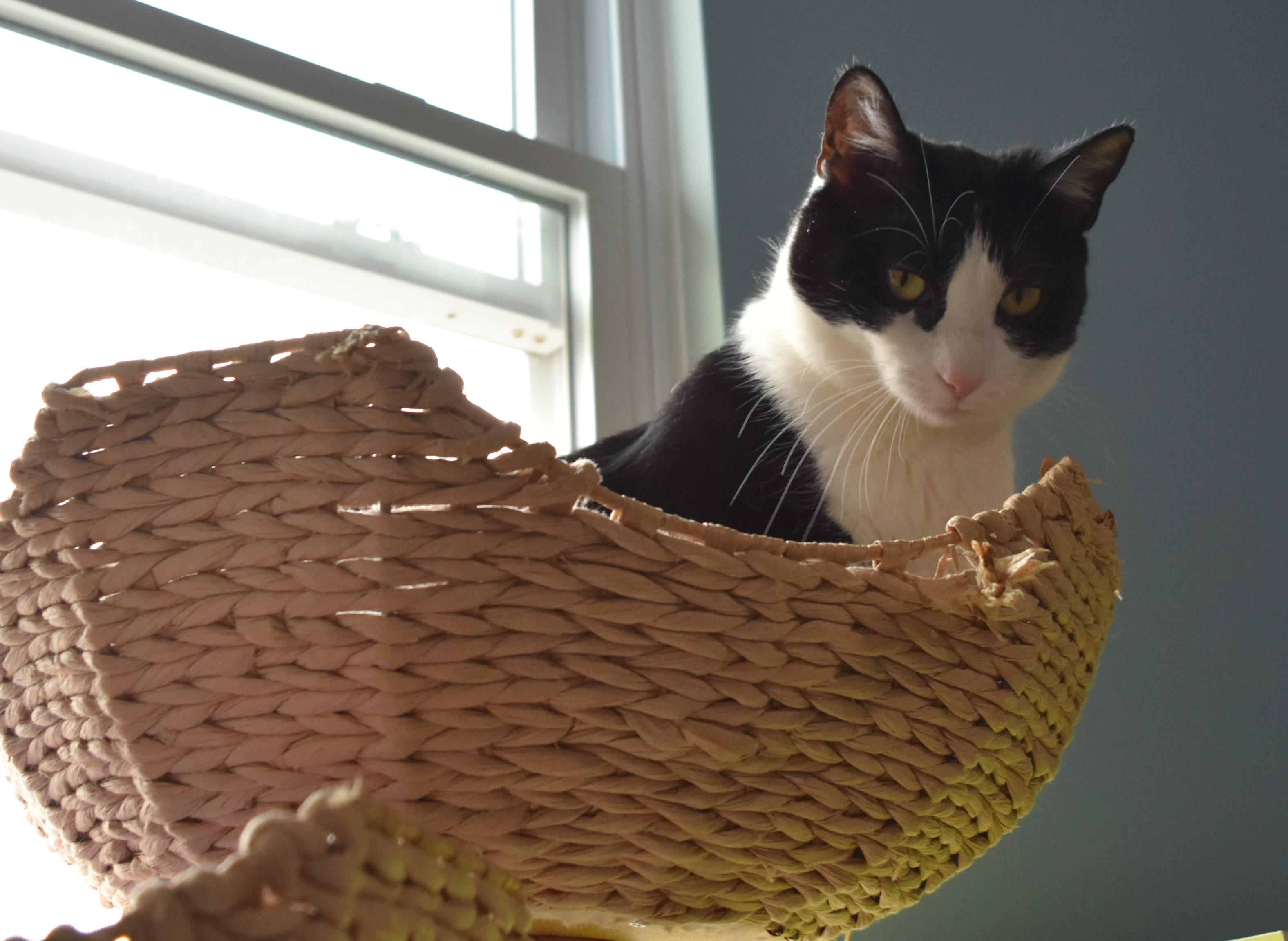 Lucy, Adopted, Adult Female Domestic Short Hair.