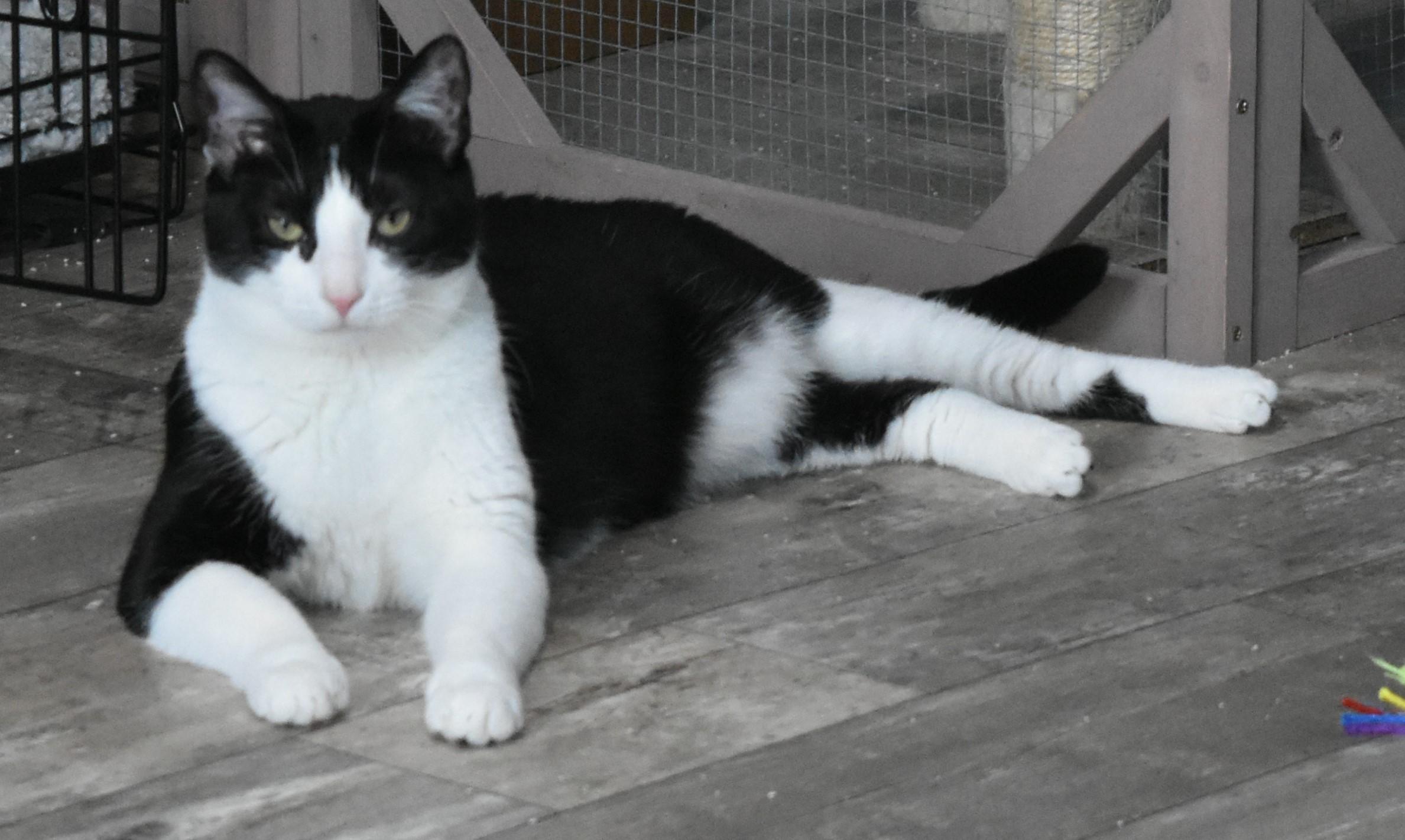 Enlarge Lucy, a Adopted mixed breed in Milltown, NJ image 3/4