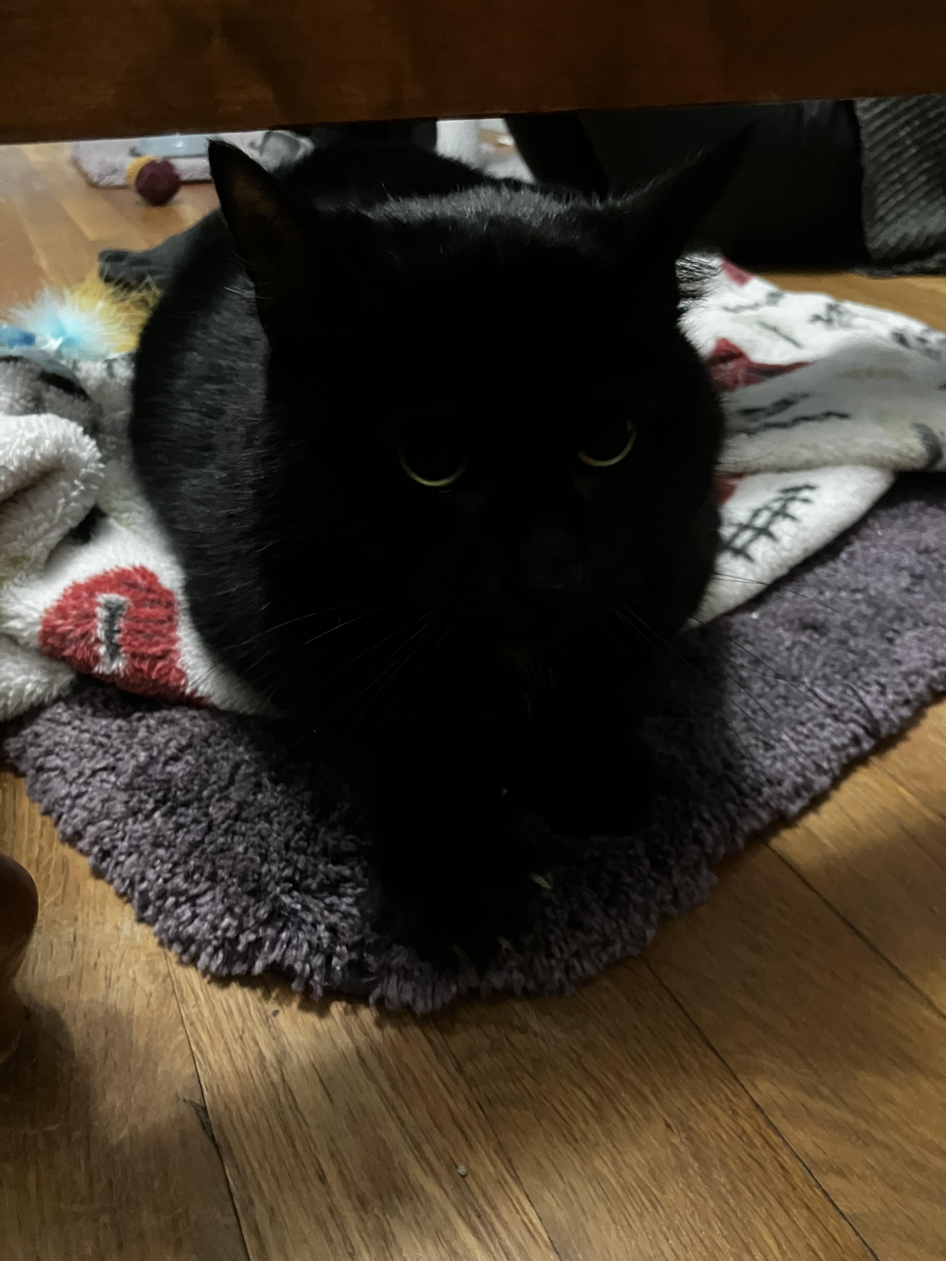 Enlarge Alice, an adopted mixed breed in South Windsor, CT image 2/2