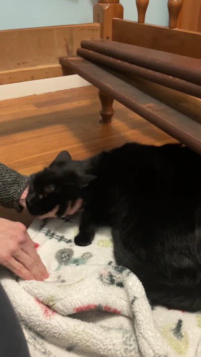 Enlarge Alice, an adopted mixed breed in South Windsor, CT video 1/2