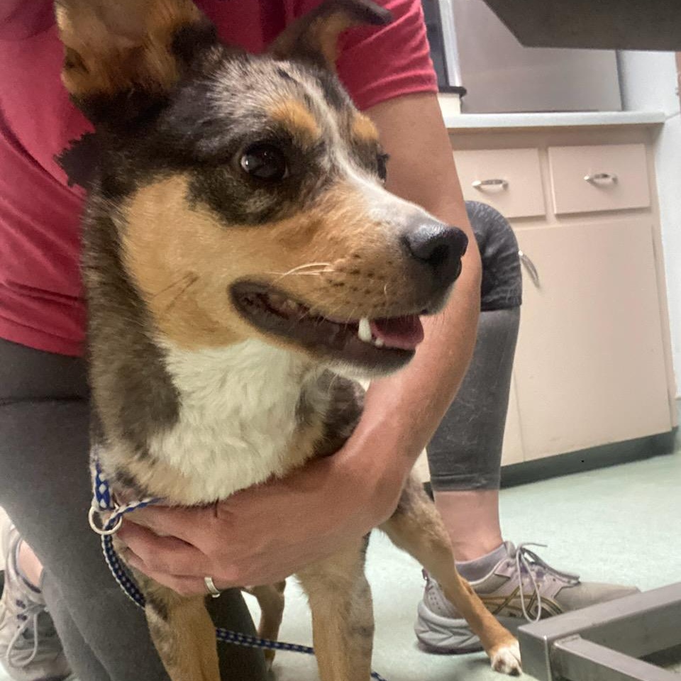 Sardine, an adoptable Australian Shepherd in Craig, CO, 81625 | Photo Image 1
