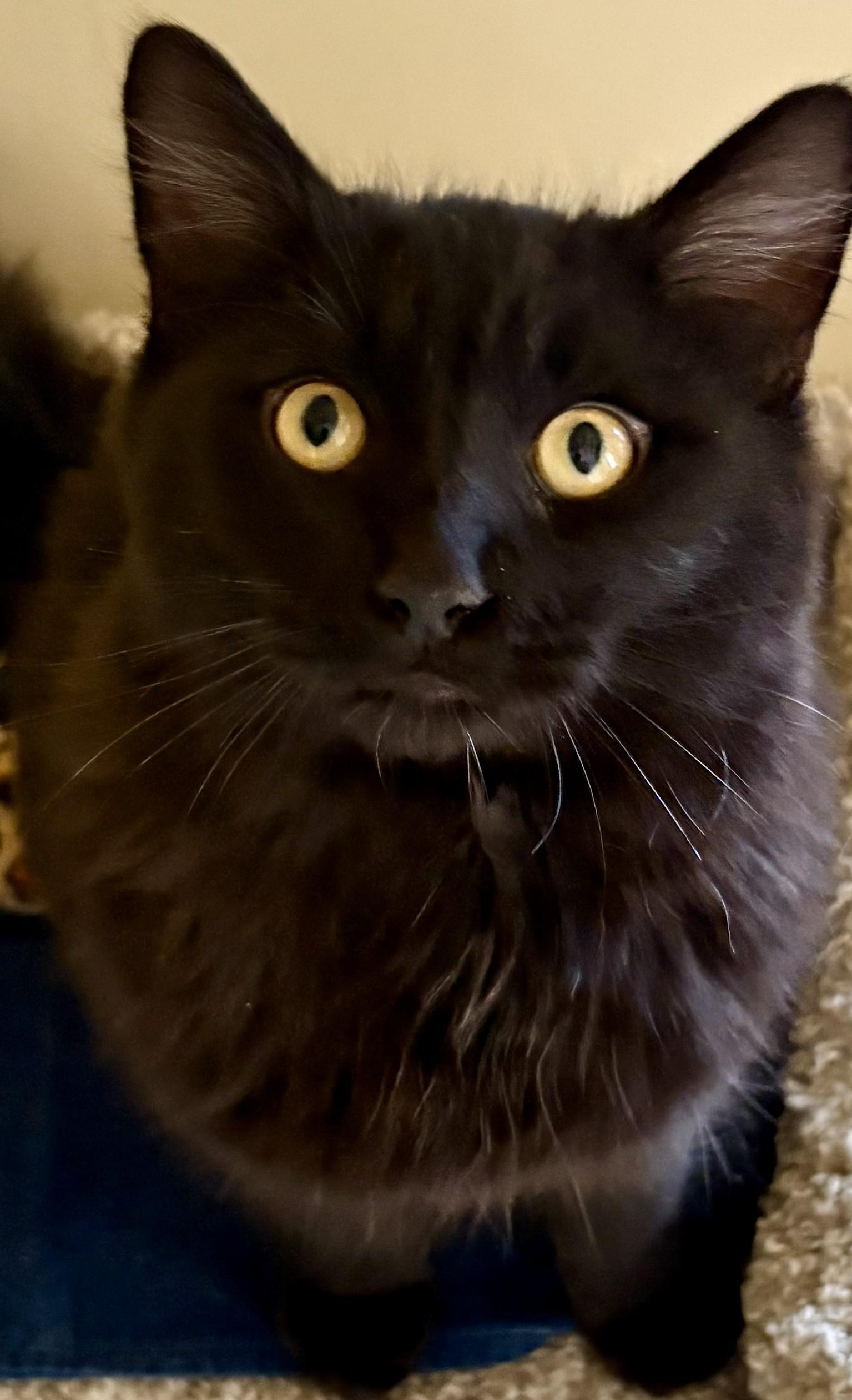 ECHO, an adopted Domestic Long Hair in Prescott, AZ image 3/6