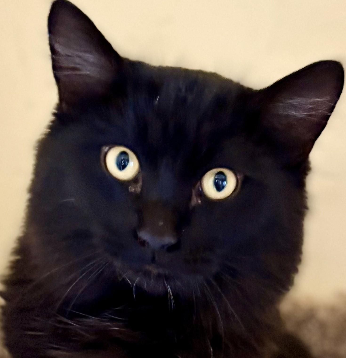 ECHO, an adopted Domestic Long Hair in Prescott, AZ image 4/6