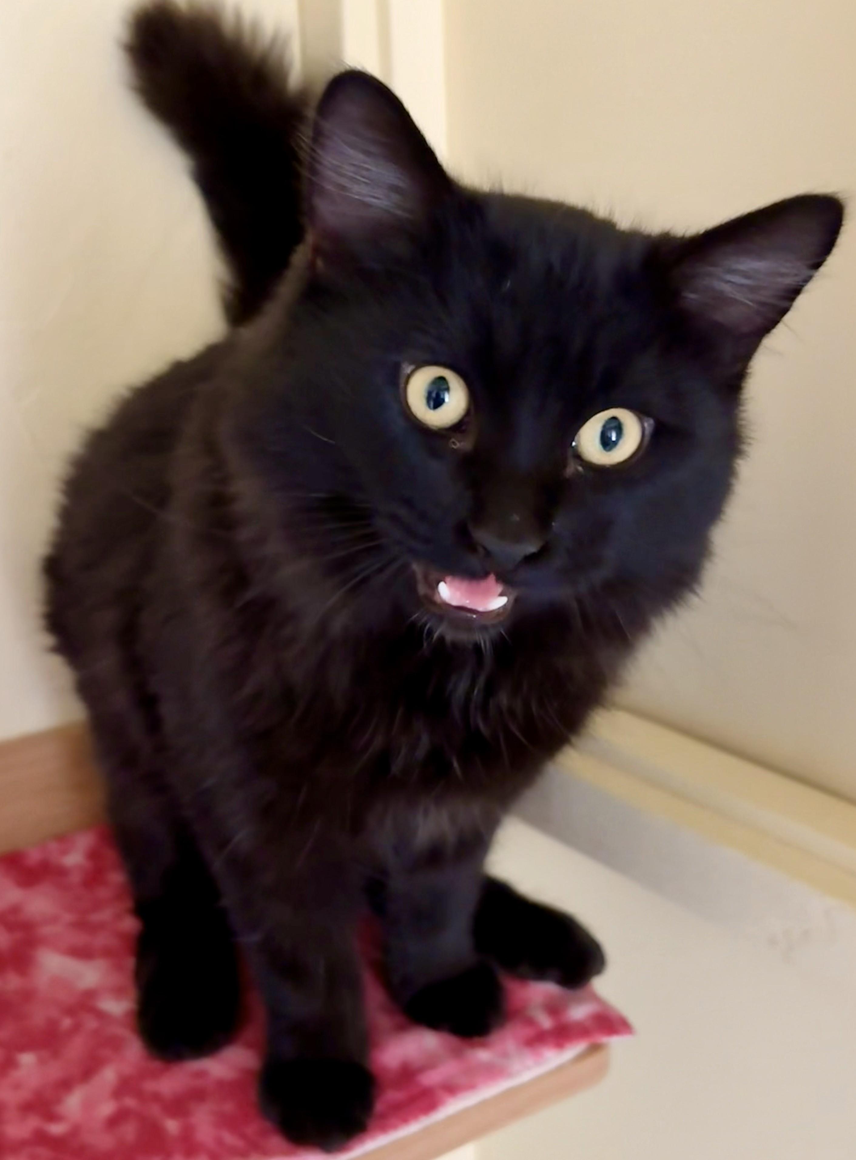 ECHO, an adopted Domestic Long Hair in Prescott, AZ image 5/6