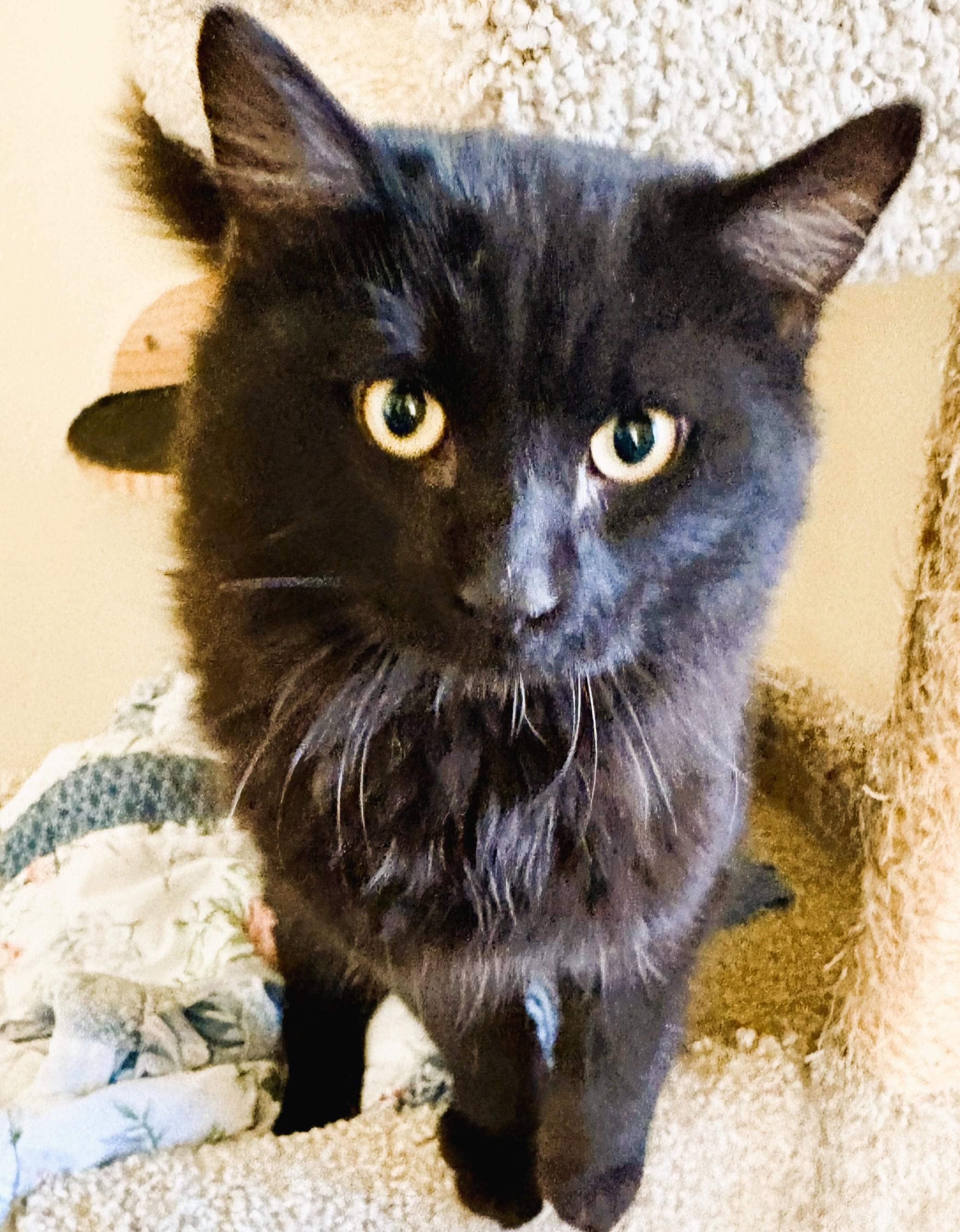 ECHO, an adopted Domestic Long Hair in Prescott, AZ image 6/6