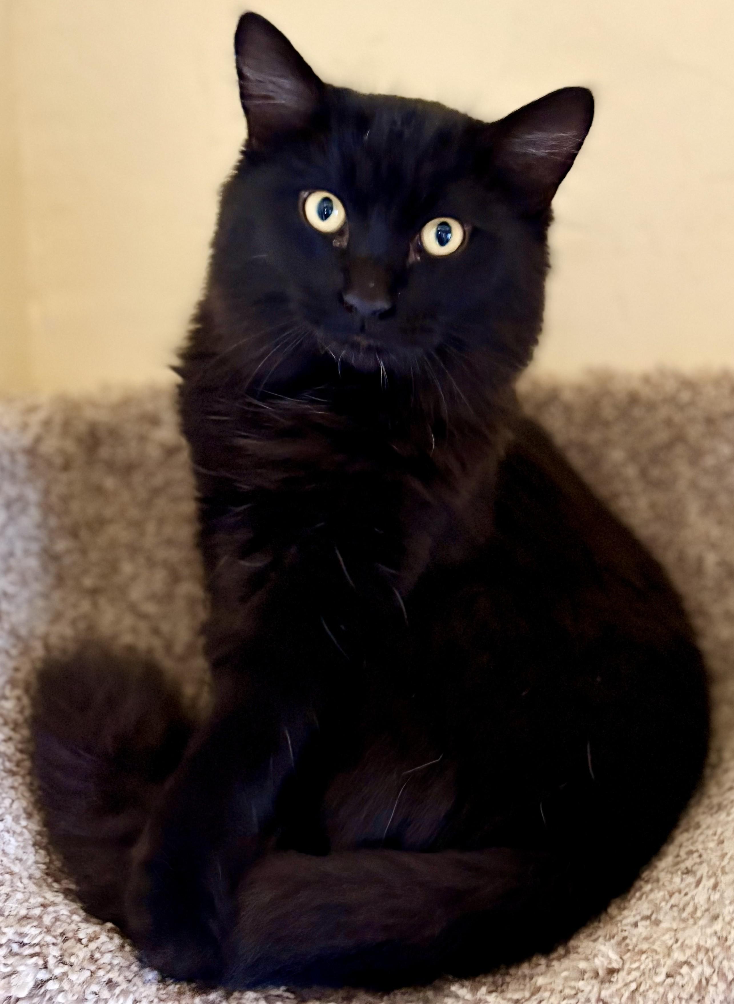 ECHO, an adopted Domestic Long Hair in Prescott, AZ image 2/6